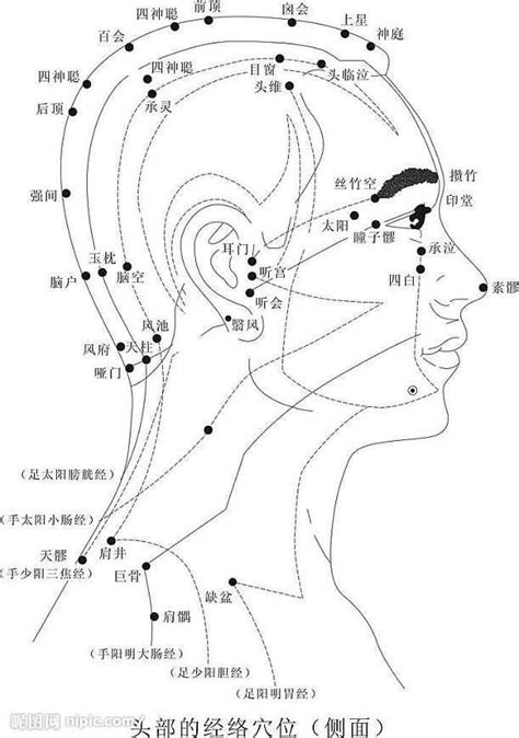 思維穴|穴位:中醫理論,涵義,來源,本質,排列規律,人體穴位,頭頸部穴,胸腹。